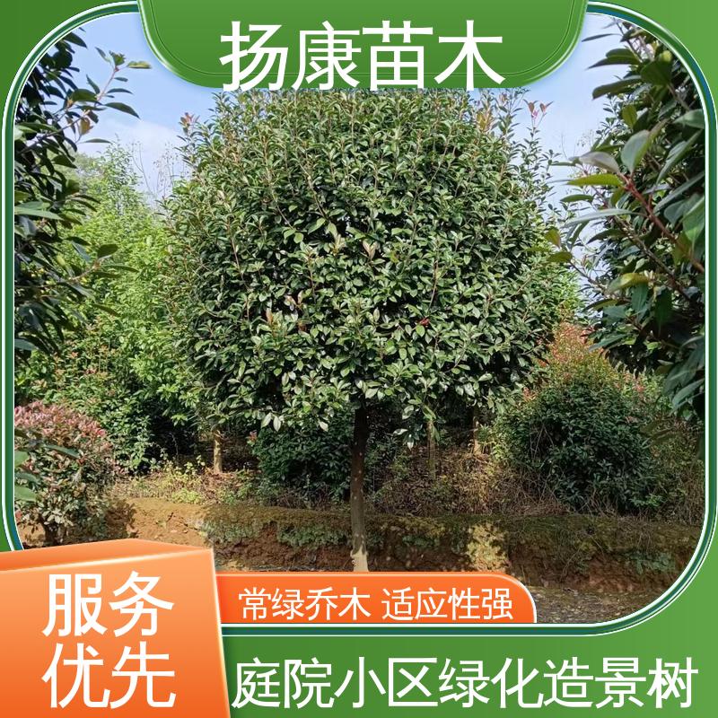 扬康苗木 基地供应 纸石楠球 绿化工程行道树 适用性强 规格齐全
