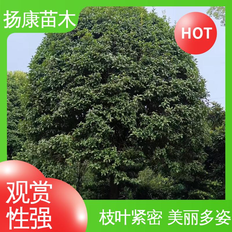扬康苗木 核花金柱 绿化工程专用苗 枝叶紧密 美丽多姿