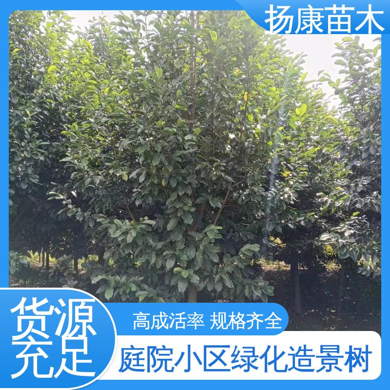 扬康苗木 浙 江乐 昌含笑 庭院小区绿化造景树 树形丰富 成活率高