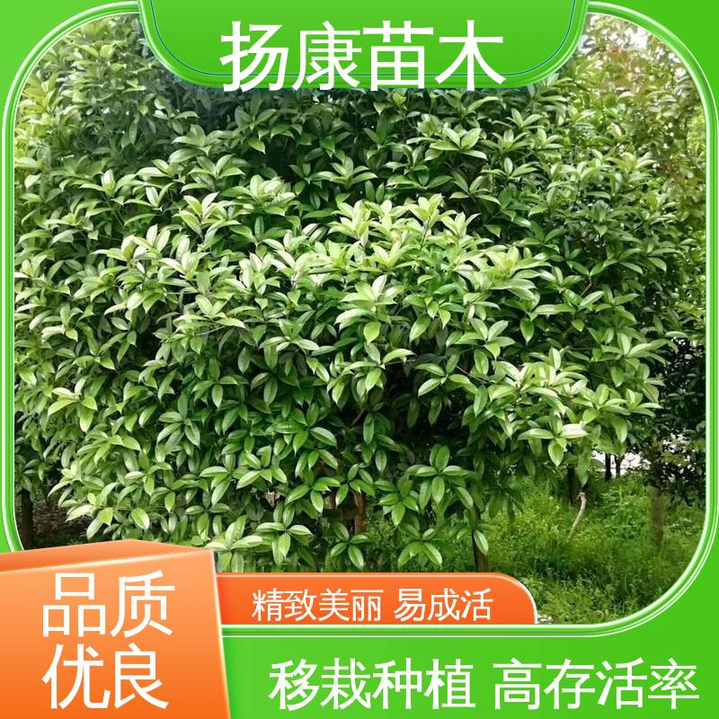 扬康苗木 基地供应 18公分桂花 城市景观绿化树 造型优美 易成活