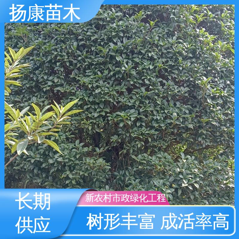 扬康苗木 乐 昌含笑批发 新农村市政绿化工程改造苗 造型优美 易成活