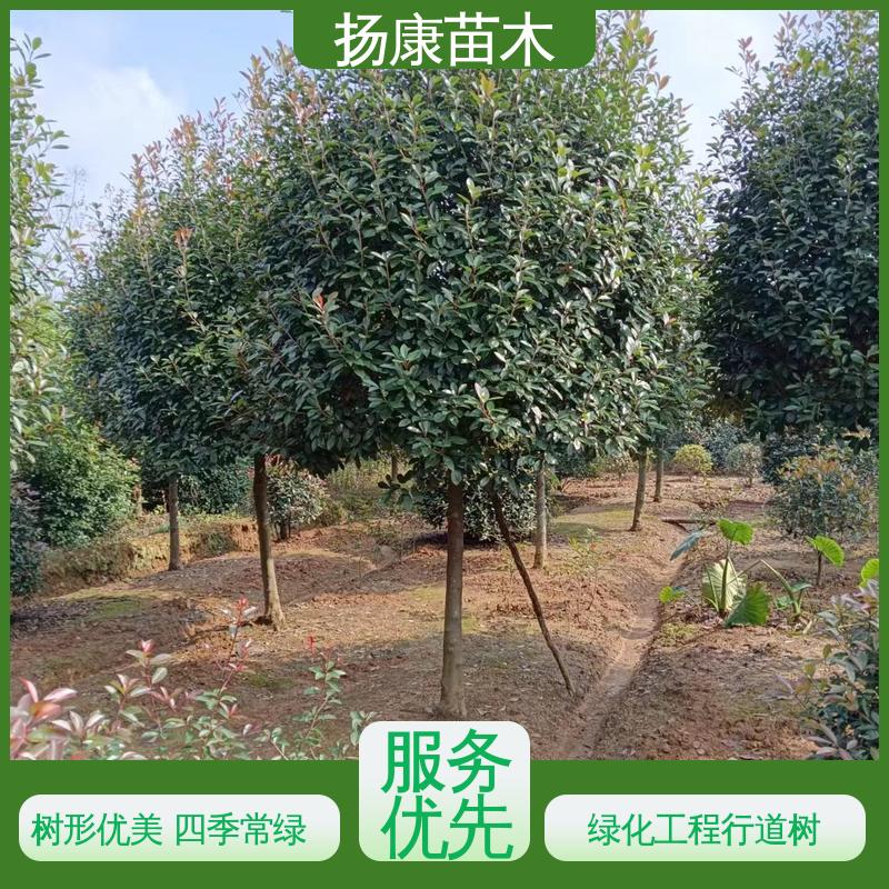 扬康苗木 基地供应 红叶南栓 庭院小区绿化造景树 环境适应性强