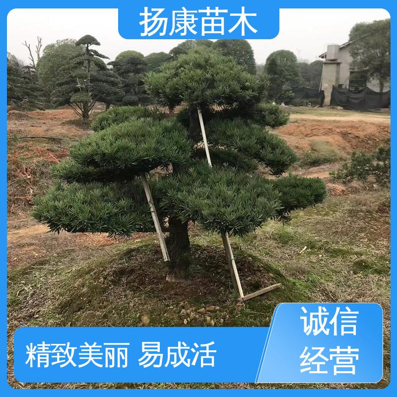 扬康苗木 基地供应 精品罗汉松 道路绿化色块苗 造型优美 易成活