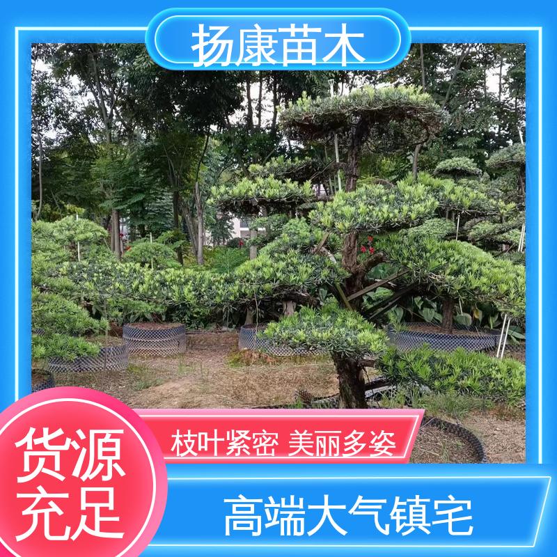 扬康苗木 基地供应 30公分罗汉松 树形优美 四季常绿