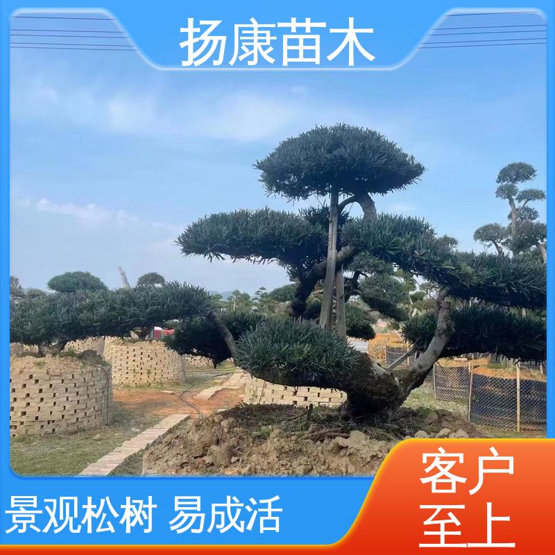 扬康苗木 基地供应 18公分罗汉公 庭院别墅造景树 造型优美 易成活