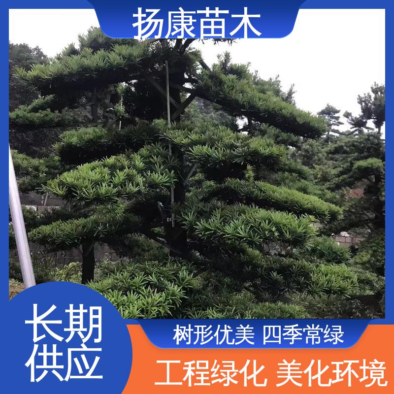 扬康苗木 25公分罗汉松 绿化工程行道树 适用性强 规格齐全