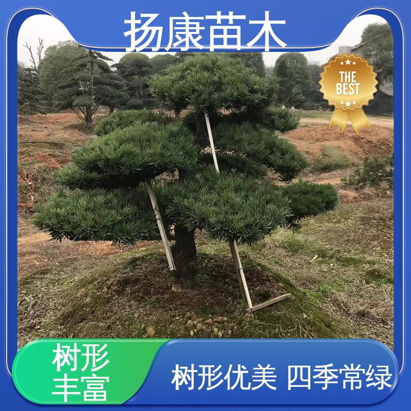 扬康苗木 精品罗汉松 园林庭院造景植物 适用性强 规格齐全