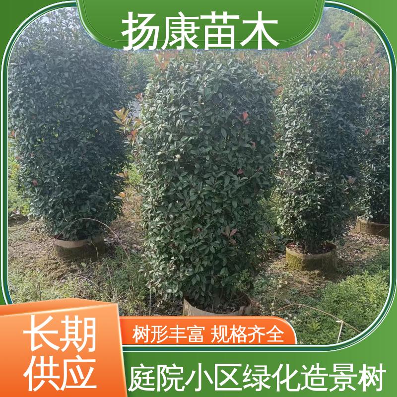 扬康苗木 基地供应 红叶石楠 园林庭院造景植物 精致美丽 易成活