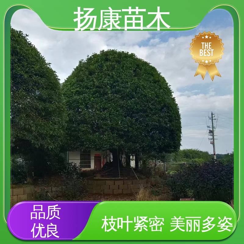 扬康苗木 核花金柱 绿化工程专用苗 树形优美 成活率高