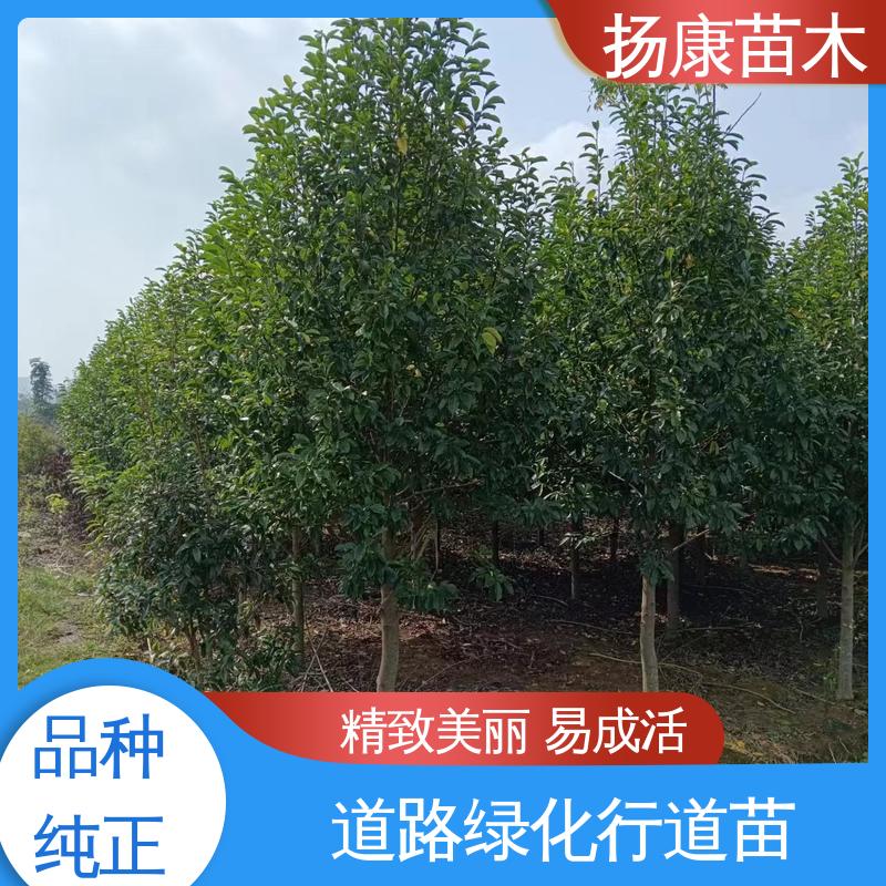 扬康苗木 浙 江乐 昌含笑 绿化工程专用苗 适用性强 规格齐全