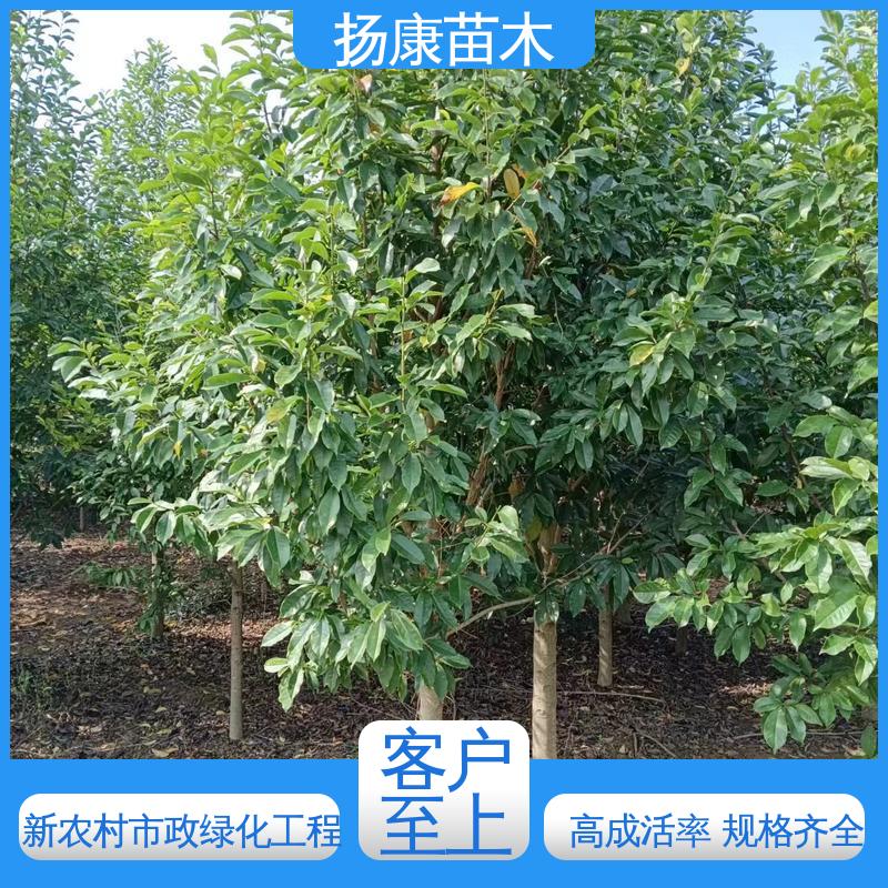 扬康苗木 精品乐 昌含笑 绿化工程行道树 造型优美 易成活