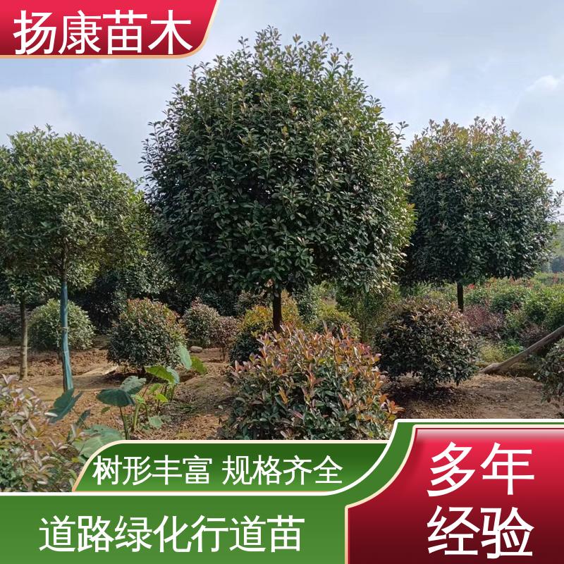 扬康苗木 红叶石楠 道路绿化行道苗 高端大气美观