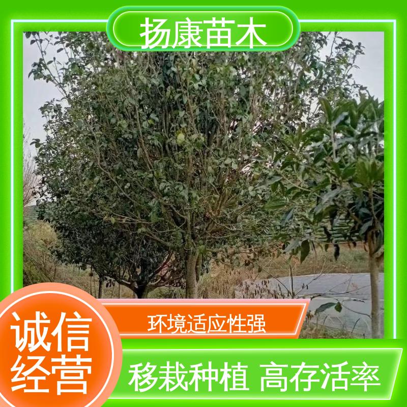 扬康苗木 基地供应 15公分桂花 园林庭院造景植物 环境适应性强
