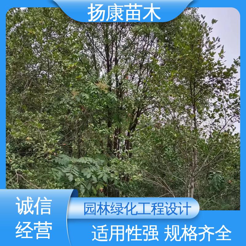 扬康苗木 基地供应 乐 昌含笑 道路绿化行道苗 树形丰富 成活率高