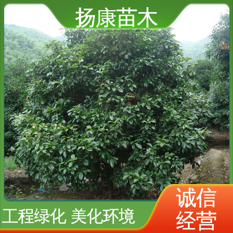 扬康苗木 核花金柱 庭院小区绿化造景树 环境适应性强