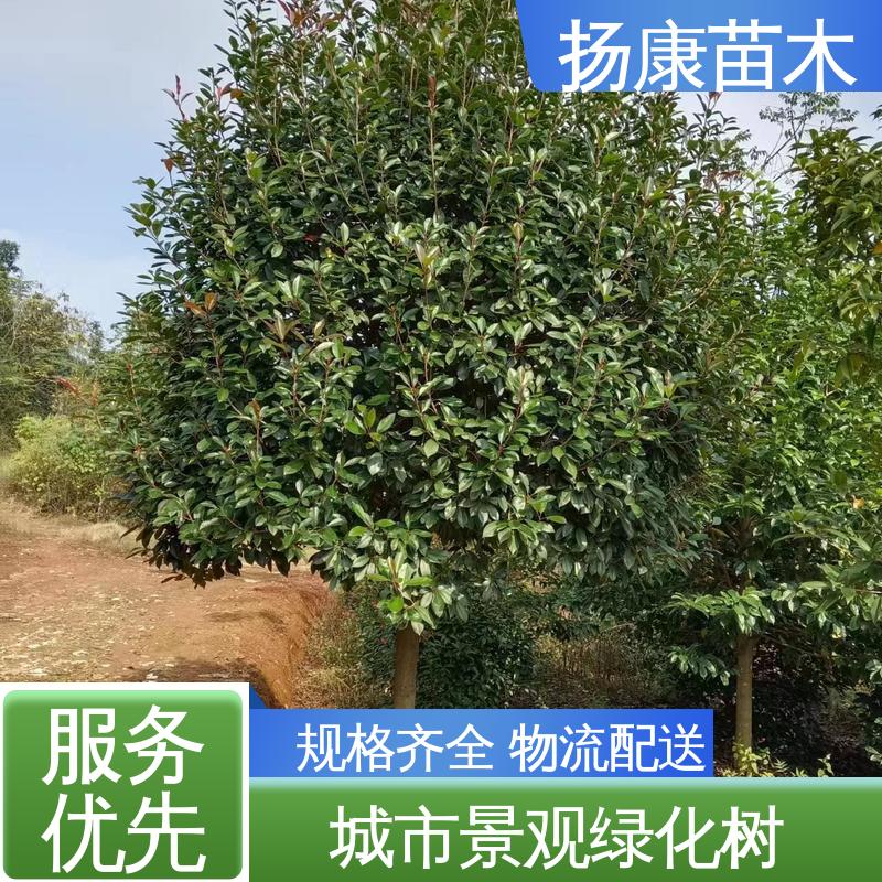 扬康苗木 基地供应 红叶石楠球 城市景观绿化树 树形丰富 成活率高