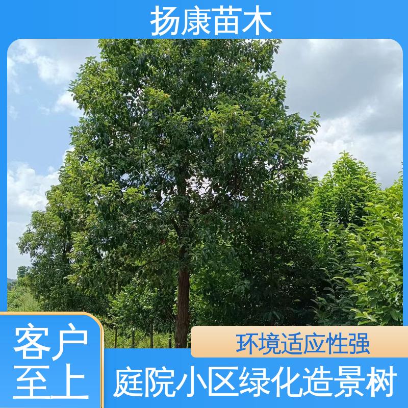 扬康品牌昌含笑常绿乔木树苗 中式园林行道风景树