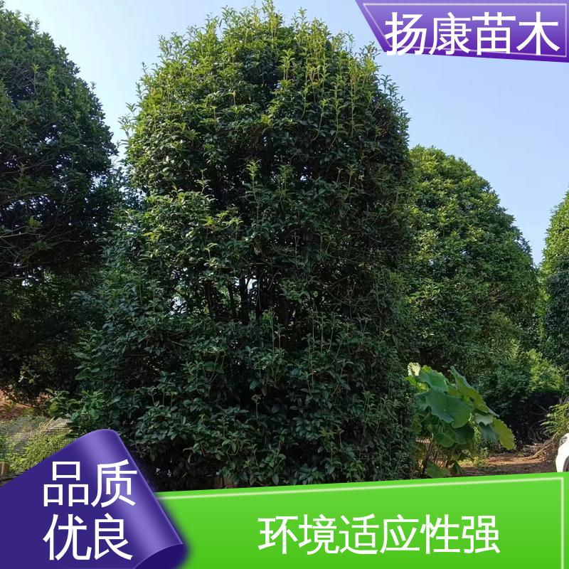 扬康苗木 基地供应 四 川桂花 绿化工程行道树 环境适应性强