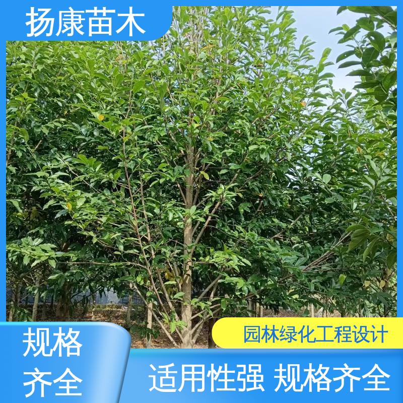扬康苗木 浙 江乐 昌含笑 园林景区栽植 树形丰富 成活率高