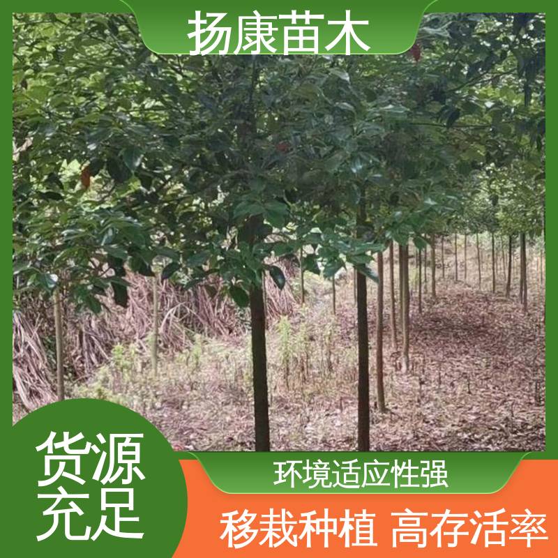 扬康苗木 四 川桂花 园区道路绿化苗 造型优美 易成活