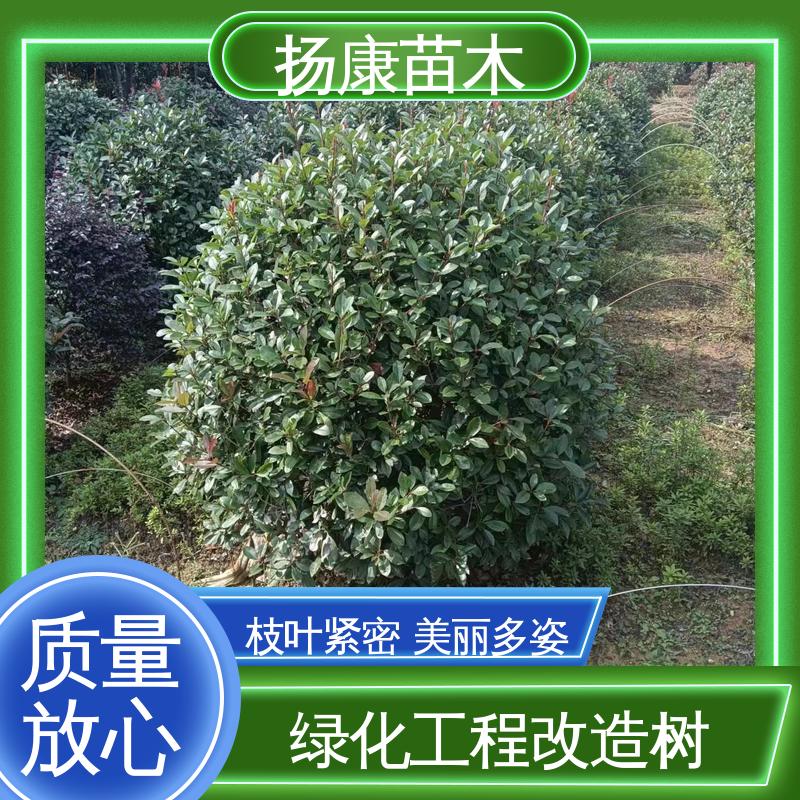 扬康苗木 基地供应 红叶南栓 园林绿化工程设计 环境适应性强
