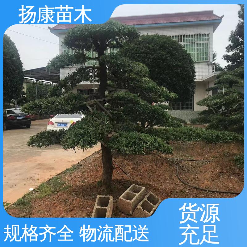 扬康苗木 基地供应 进口罗汉松 道路绿化色块苗 树形优美 四季常绿