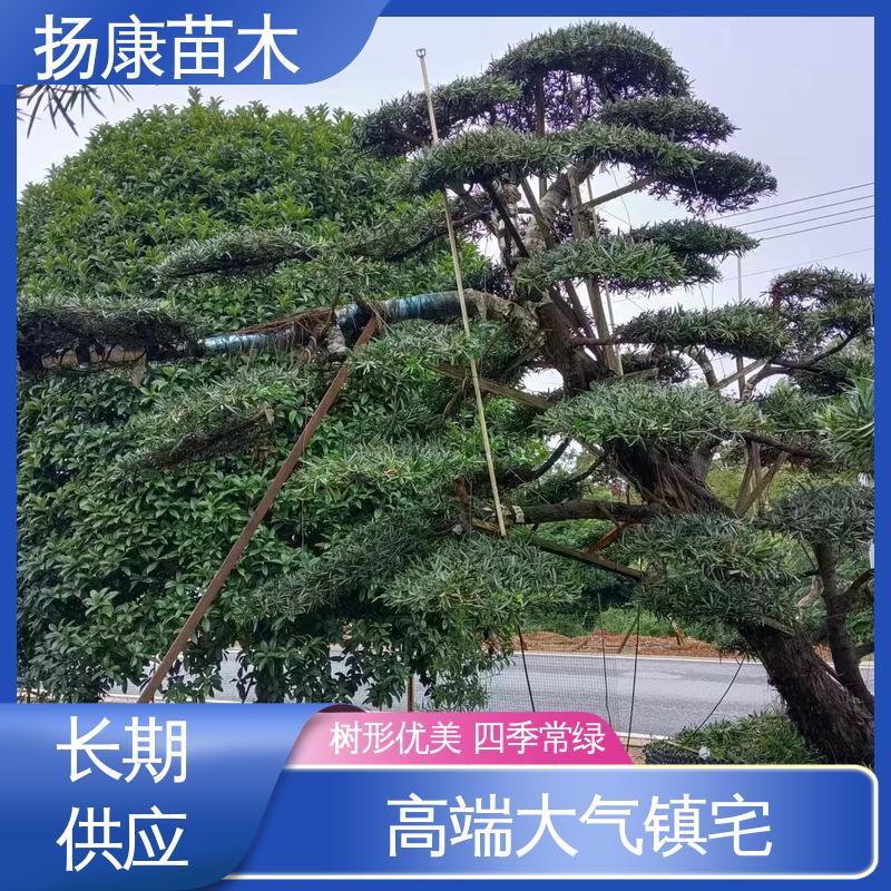 扬康苗木 基地供应 16公分罗汉松 庭院别墅标配 枝叶紧密 美丽多姿