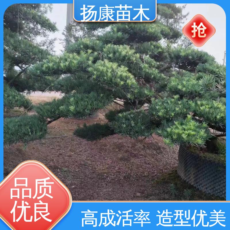 扬康苗木 基地供应 江 苏罗山松 庭院小区绿化造景树 精致美丽 易成活