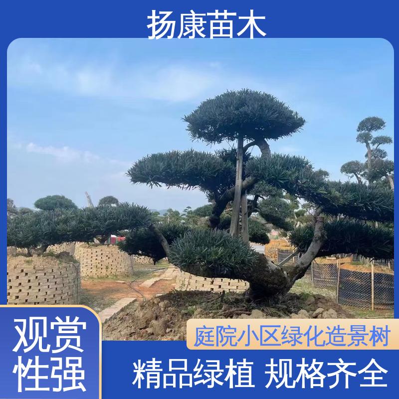 扬康苗木 基地供应 罗汉松盆景 城市景观绿化树 高成活率 规格齐全