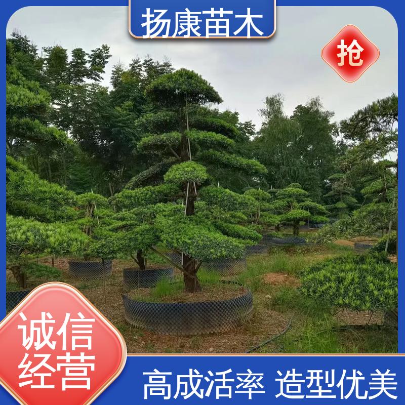 扬康苗木 12公分罗汉松 绿化工程行道树 精致美丽 易成活