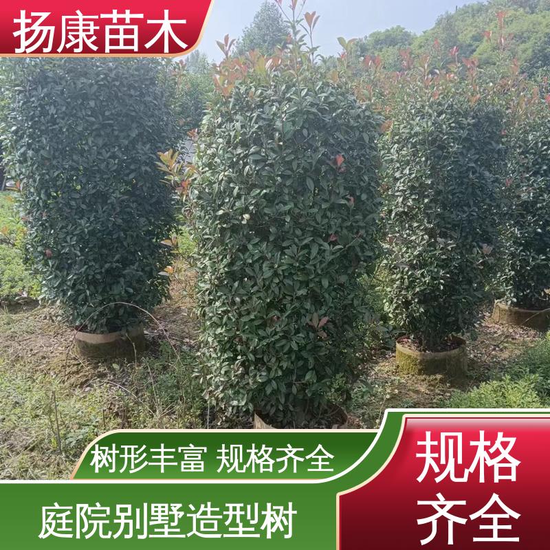 扬康苗木 基地供应 红叶石楠树 城市景观绿化树 高成活率 规格齐全