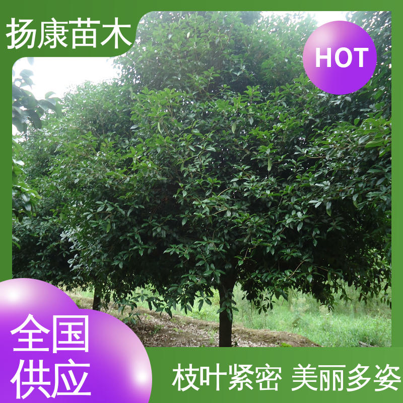 扬康苗木 基地供应 12公分桂花 庭院小区绿化造景树 环境适应性强