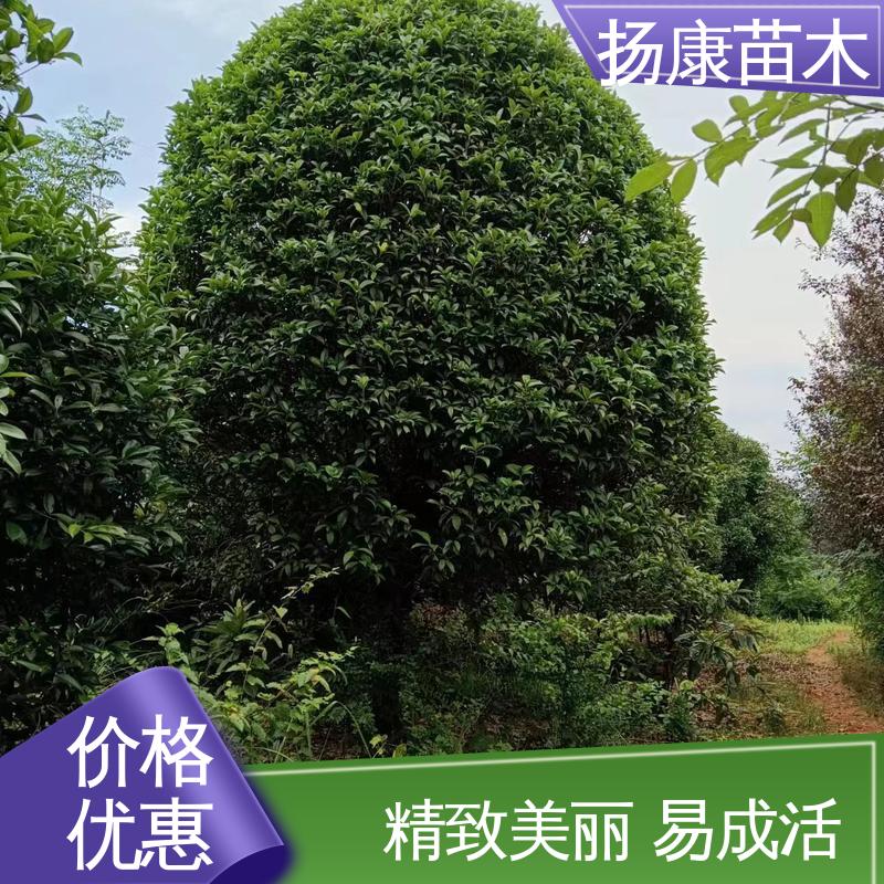 扬康苗木 基地供应 15公分桂花 园林绿化专用树 造型优美 易成活