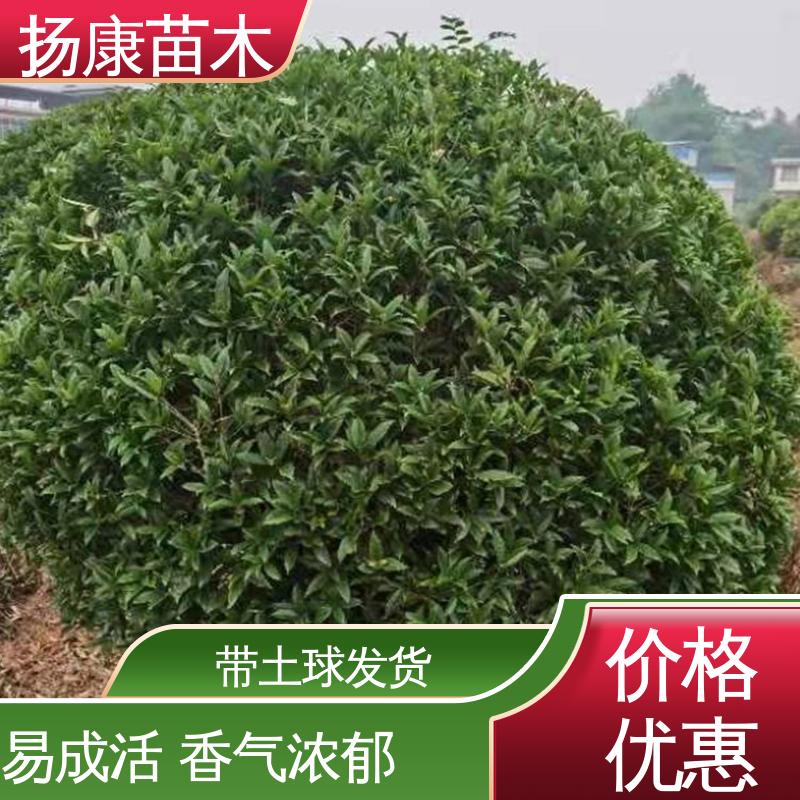 扬康苗木 基地供应 18公分丹桂 园林绿化工程设计 高成活率 规格齐全