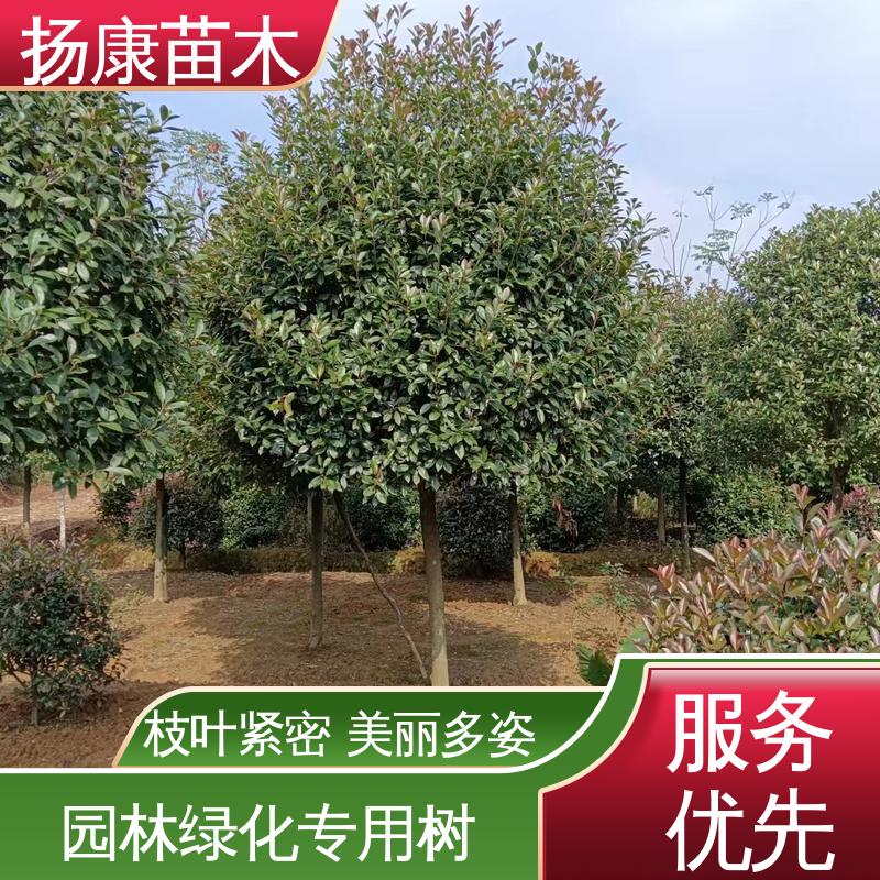 扬康苗木 纸石楠球 绿化工程行道树 造型优美 易成活