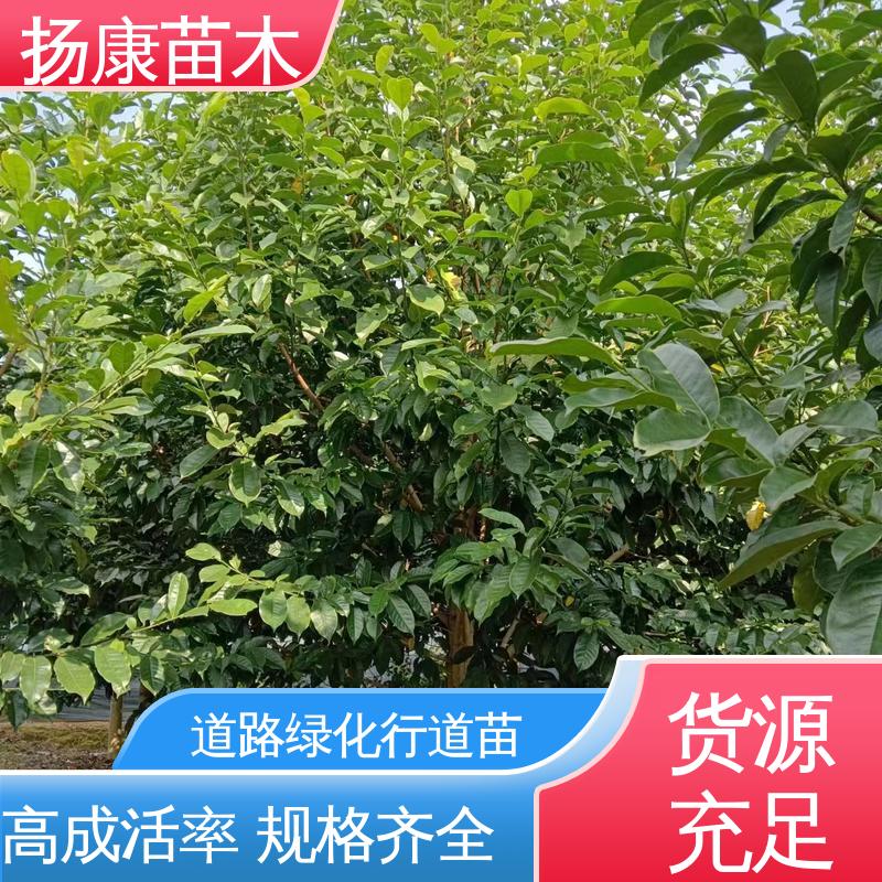 扬康苗木 四 川乐 昌含笑 园林庭院造景植物 环境适应性强