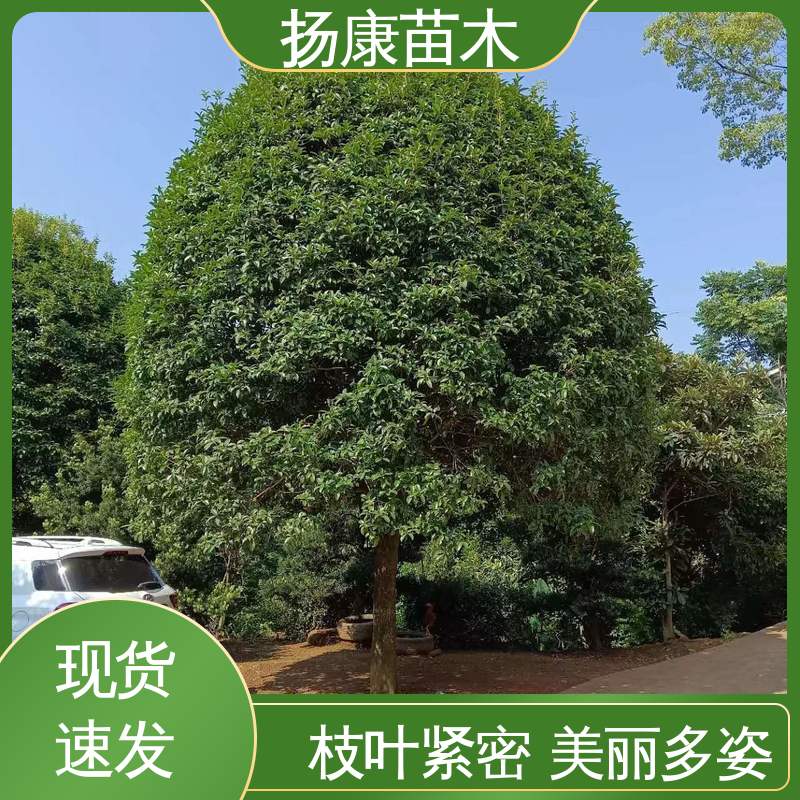 扬康苗木 基地供应 18公分桂花 园林绿化专用树 适用性强 规格齐全