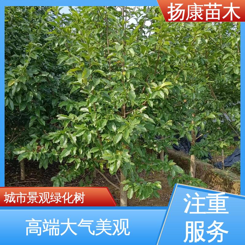 扬康苗木 基地供应 20公分乐 昌合笑 道路绿化行道苗 高成活率 规格齐全