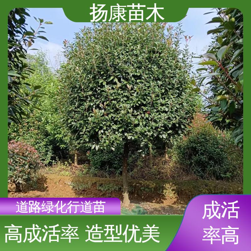 扬康苗木 基地供应 小楠 绿化工程专用苗 适用性强 规格齐全