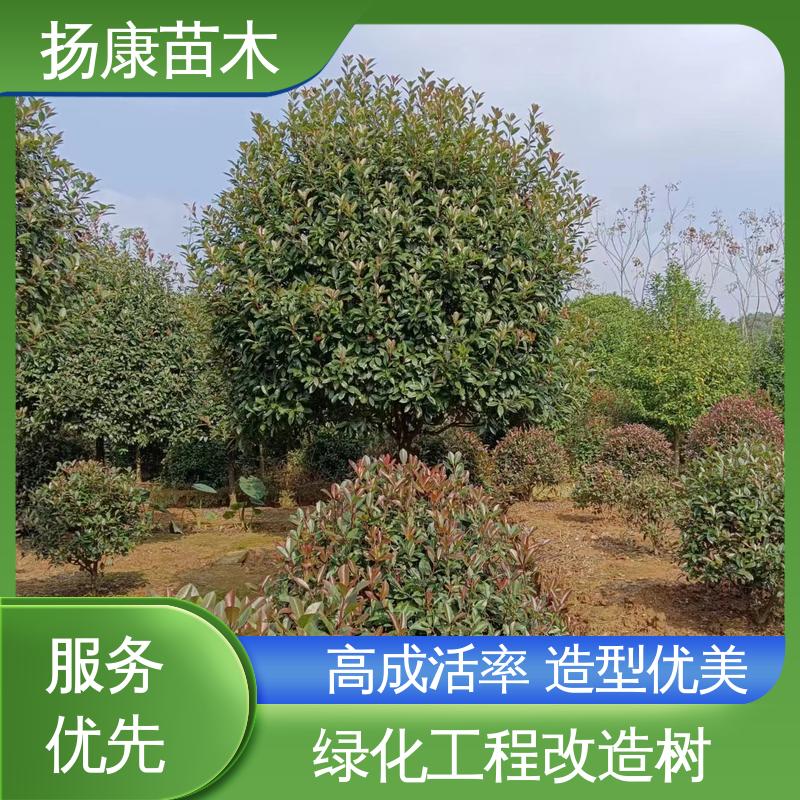 扬康苗木 基地供应 红叶石楠 园林绿化工程设计 高成活率 规格齐全
