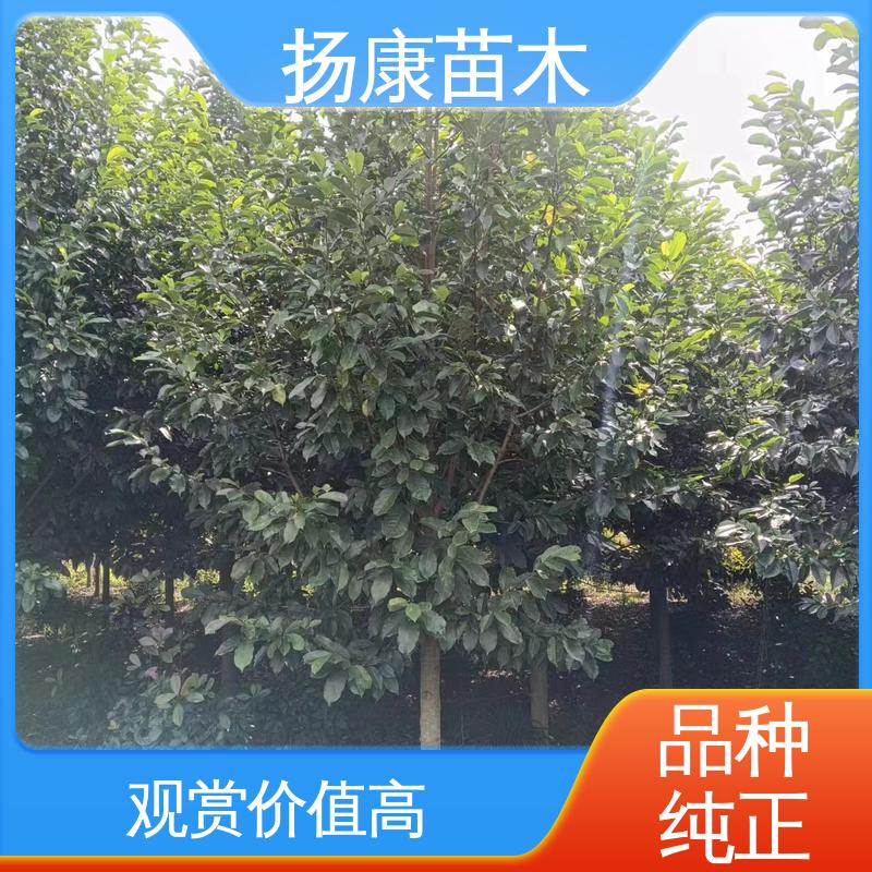 扬康苗木 基地供应 乐 昌含笑批发 城市景观绿化树 观赏价值高
