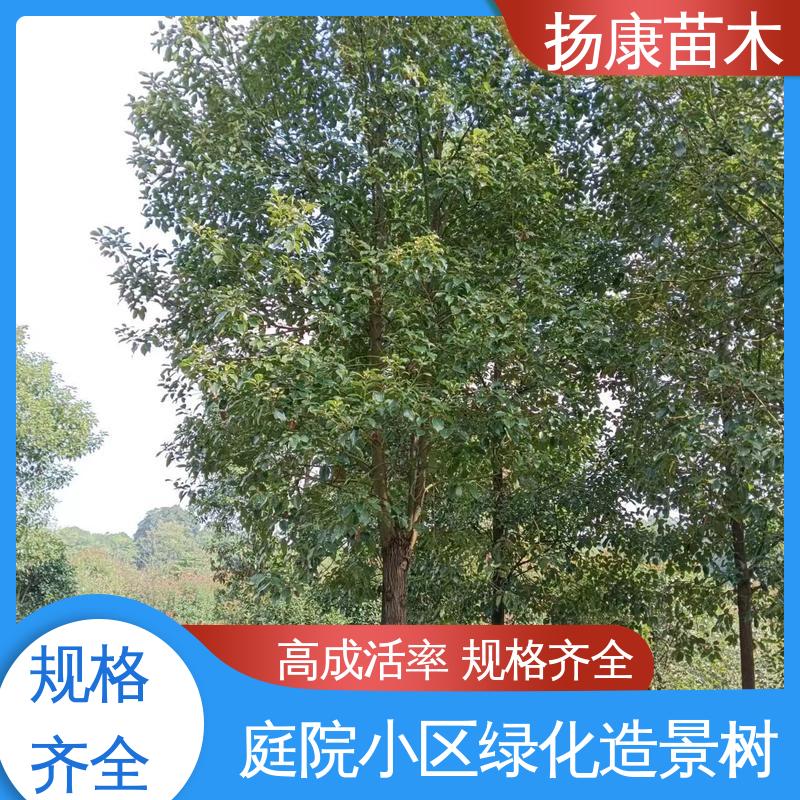 扬康苗木 四 川乐 昌含笑 道路绿化行道苗 高成活率 规格齐全