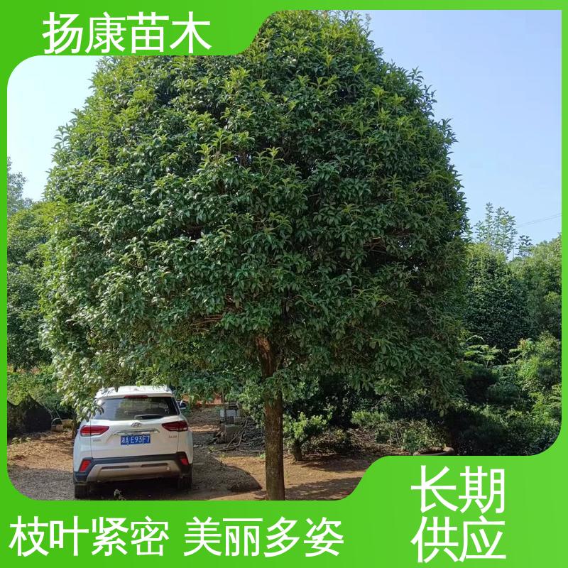 扬康苗木 基地供应 18公分丹桂 园林庭院造景植物 观赏价值高