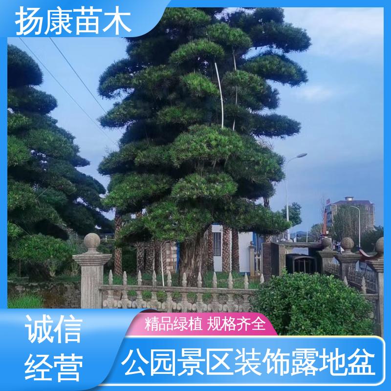 扬康苗木 基地供应 14公分罗汉松 庭院别墅景观树 高成活率 规格齐全