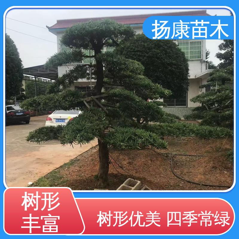 扬康苗木 精品罗汉松 庭院别墅景观树 造型优美 易成活