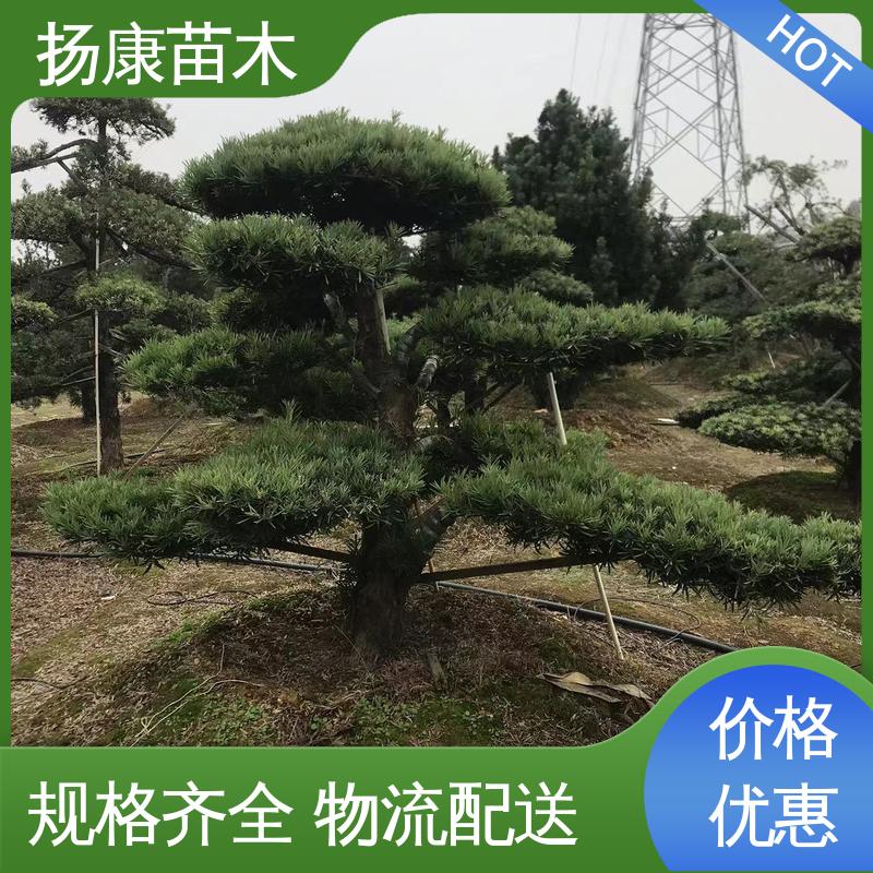 扬康苗木 基地供应 12公分罗汉松 绿化工程行道树 精致美丽 易成活