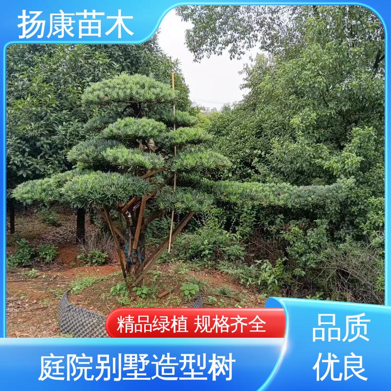 扬康苗木 16公分罗汉松 园林绿化工程设计 造型优美 易成活