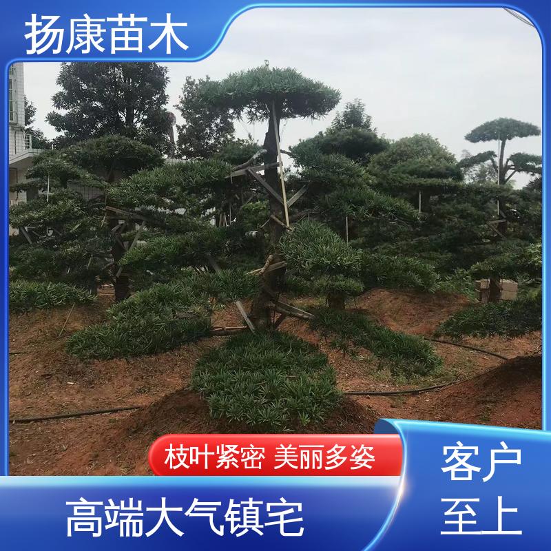 扬康苗木 四 川罗汉松 庭院别墅标配 枝叶紧密 美丽多姿