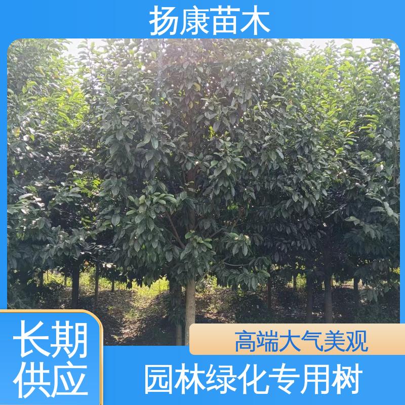 扬康苗木 精品乐 昌含笑 园林景区栽植 精致美丽 易成活