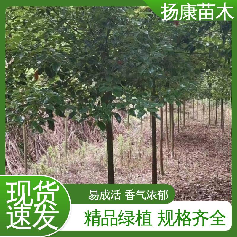 扬康苗木 基地供应 22公分桂花 城市景观绿化树 高端大气美观